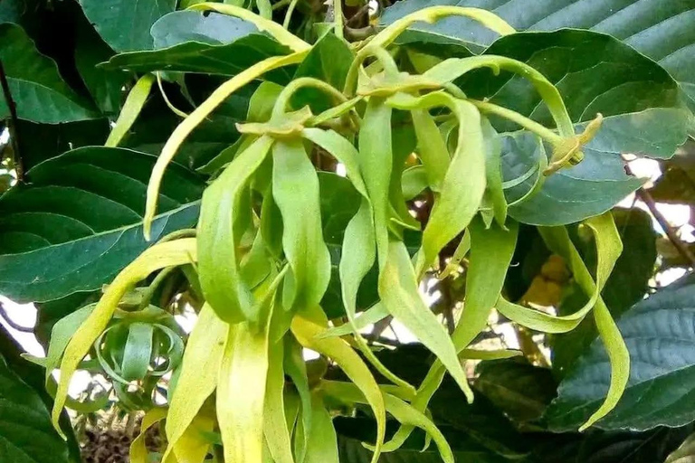 Zanzibar: Spice Farm, Stone Town or Jozani Forest with lunch Spice Farm Experience with lunch – (No Transport)