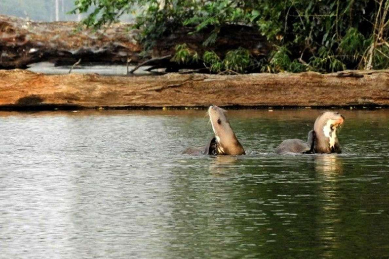 Depuis Tambopata : Randonnée dans la jungle amazonienne et lac Sandoval 1 jour