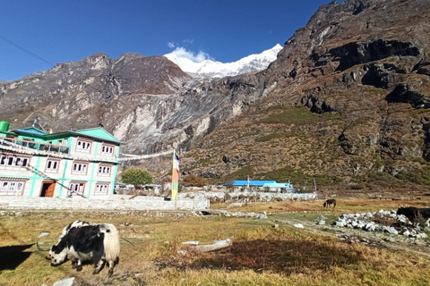 Från Kathmandu: 5 dagars Langtang Valley Nature Explore Trek