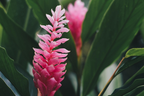 Bocas del Toro: Private Oceanfront Yoga & Island Escape