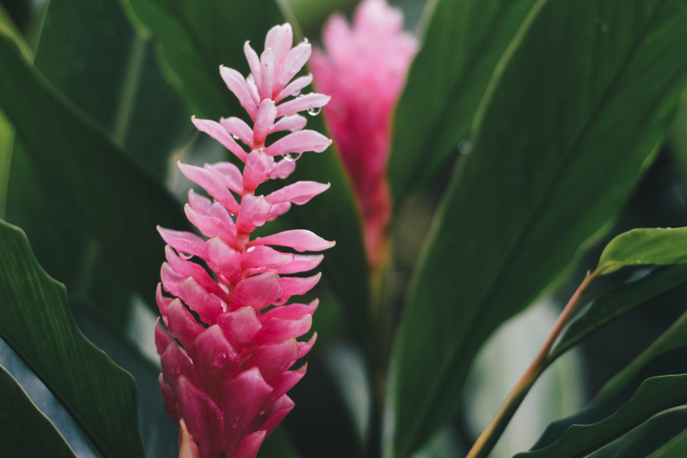 Bocas del Toro: Private Oceanfront Yoga & Island Escape