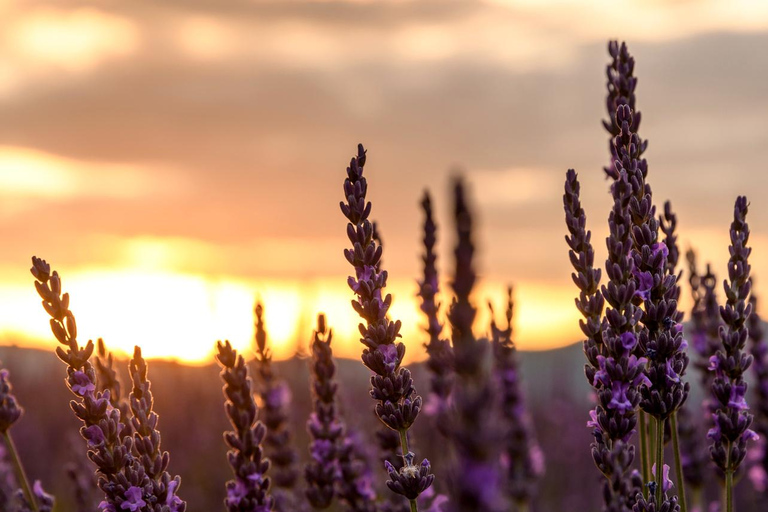 Day Trip: Lavender Fields & Gorges du Verdon LICENSED GUIDE + MERCEDES V