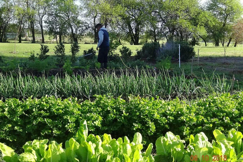 Colonia del Sacramento: Afternoon Tea at a Vineyard