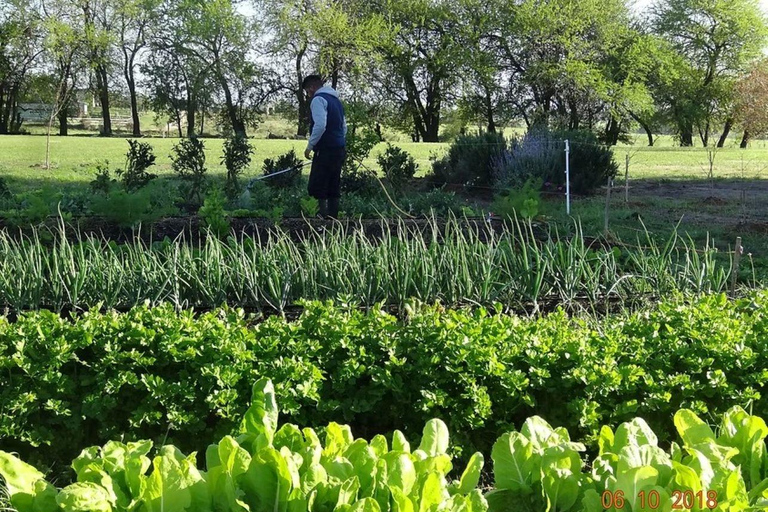 Colonia del Sacramento: Afternoon Tea at a Vineyard