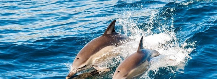 Nager avec les tortues de mer, excursion en kayak en eaux claires