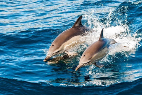 Tandem Jet-ski Adventure, Zanzibar Lunch Break Experience
