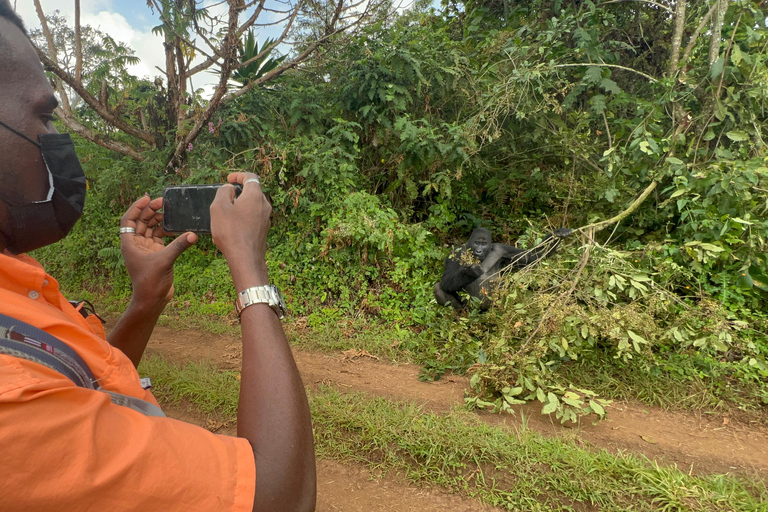 8-dagars vandringsresa med gorillor i Rwanda, Uganda och Kongo (DRC)