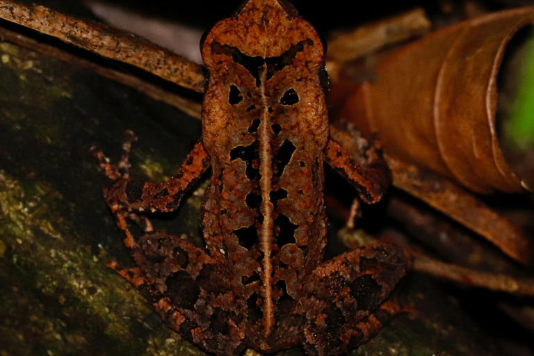 São Paulo: Forest Night Walk Tour with a Biologist