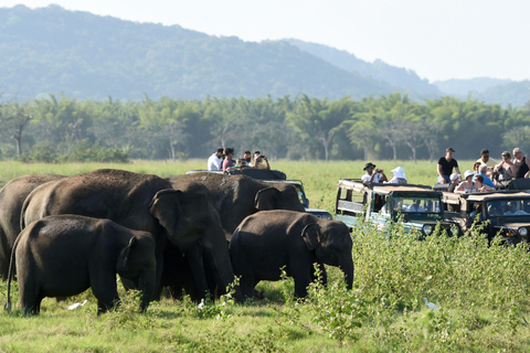 Sigiriya: Private Wilpattu National Park Safari Day Tour