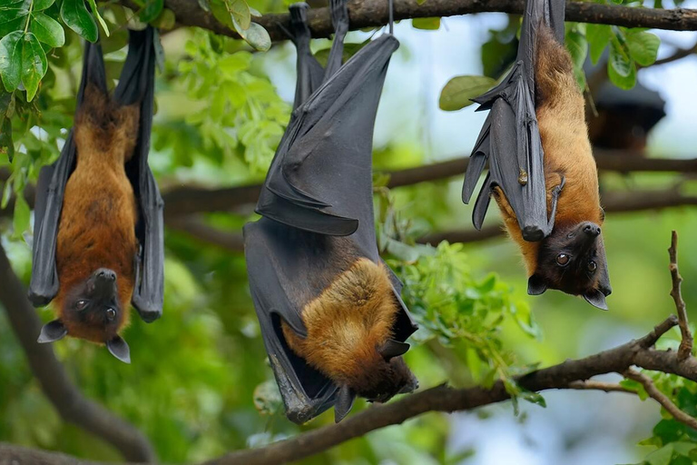Pemba Island: Ngezi-skogen och kryddodlingar