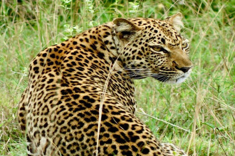 Kigali : Excursion d&#039;une journée dans le parc national de l&#039;Akagera