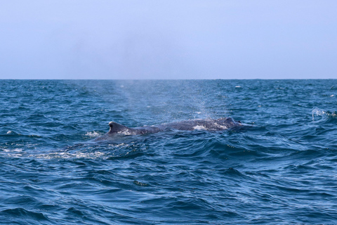 Exclusive Whale Watching Tour in Rio de Janeiro