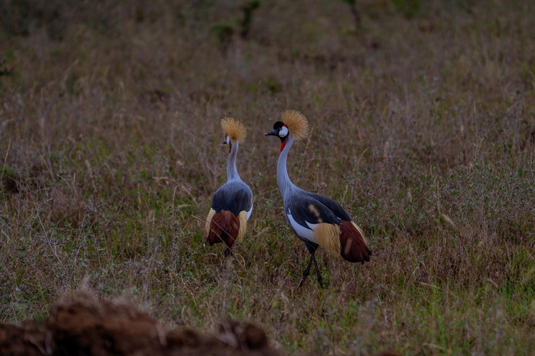 Nairobi: National Park Game Drive with Local Guide