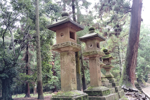 奈良：雾霭中与鹿共行的神圣晨间漫步奈良：雾中与鹿共行的神圣晨间漫步