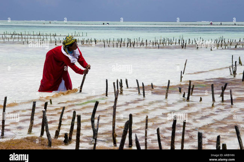 Mwani Zanzibar 独特海藻和护肤之旅桑给巴尔岛独特海藻和护肤之旅
