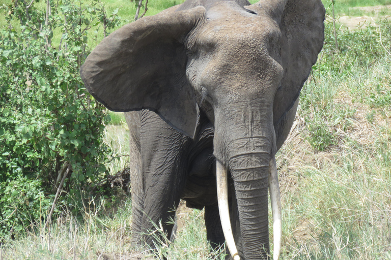 Zwei Tage Safari nach Tarangire &amp; Ngorongoro Krater