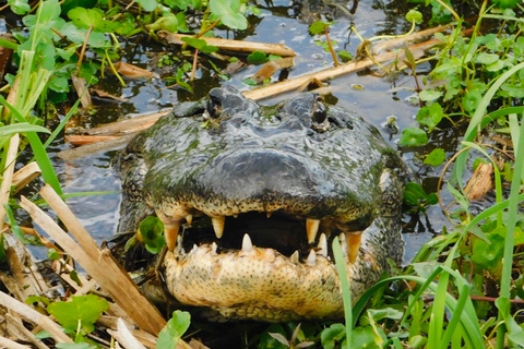 New Orleans: 10 Passenger Airboat Swamp Tour Activity without Hotel Pickup and Drop-Off