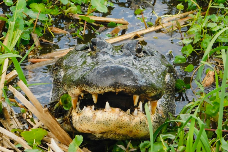 New Orleans: 10 Passenger Airboat Swamp Tour Activity without Hotel Pickup and Drop-Off