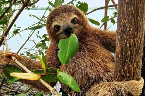 Panama City: Gamboa Aerial Tram & Sloth Sanctuary Tour