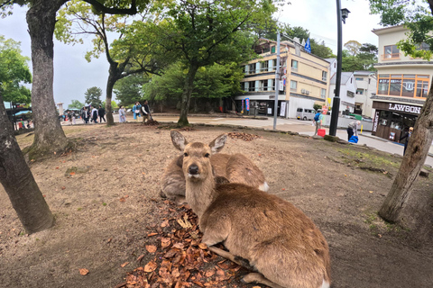 Prywatna wycieczka do Hiroszimy, Miyajimy i Kopuły Bomby AtomowejHiroszima Miyajima i kopuła bomby - prywatna wycieczka
