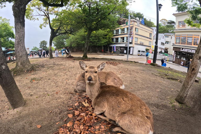 Prywatna wycieczka do Hiroszimy, Miyajimy i Kopuły Bomby AtomowejHiroszima Miyajima i kopuła bomby - prywatna wycieczka
