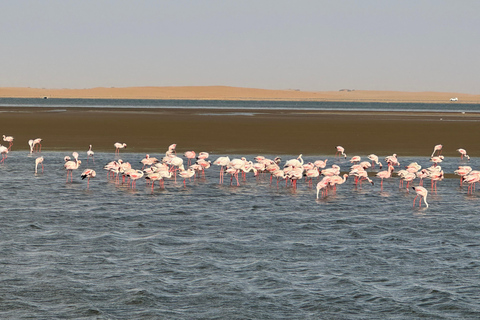 Walvisbay: Sandwich Harbour 4x4 Tour-Unparalleled Experience