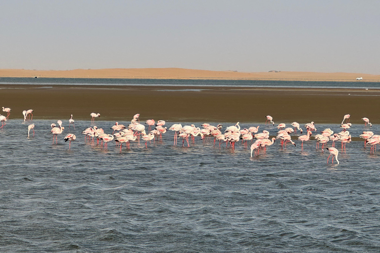 Walvisbay: Sandwich Harbour 4x4 Tour-Unparalleled Experience
