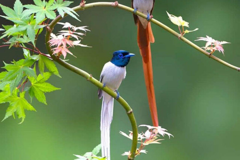 Muthurajawela Bird Watching Boat Tour & Colombo City Tour Tour from Bentota, Ahungalla, Hikkaduwa