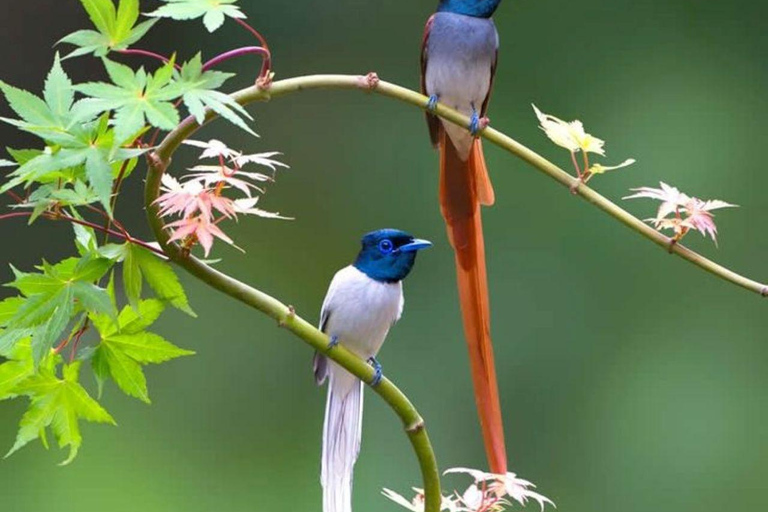 Muthurajawela Bird Watching Boat Tour & Colombo City Tour Tour from Bentota, Ahungalla, Hikkaduwa