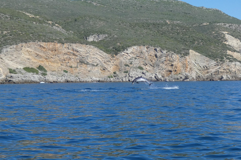 Sesimbra: Tour in barca per l&#039;osservazione dei delfini di Arrábida con biologoSesimbra: Tour in barca con biologo per l&#039;osservazione dei delfini di Arrábida