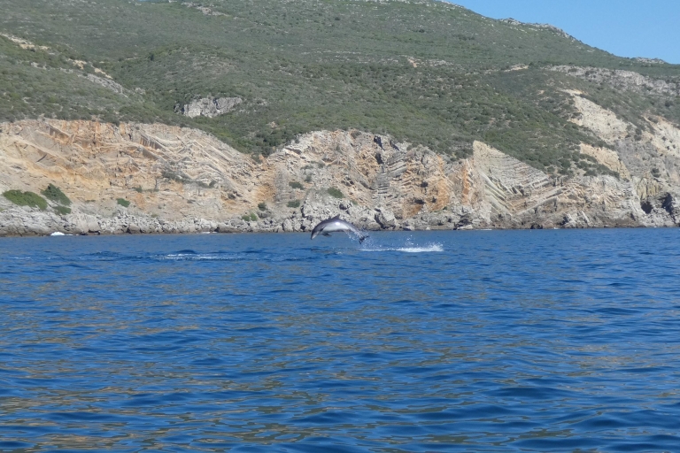 Obserwacja delfinów w parku przyrody Arrábida