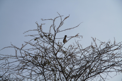 Addis Ababa: 8-Day Bale Mountains Birdwatching Tour