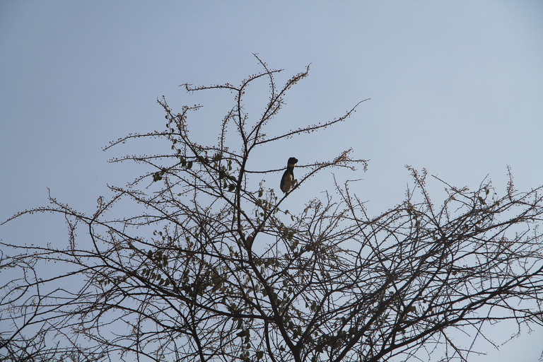 Addis Ababa: 8-Day Bale Mountains Birdwatching Tour