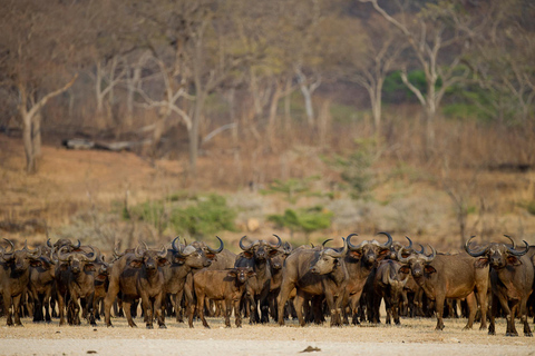 Von Sansibar: Tagessafari zum Selous Wildreservat mit Flug