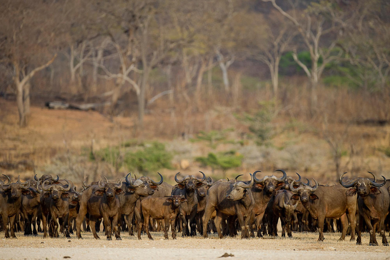 Depuis Zanzibar : Safari d&#039;une journée dans la réserve de Selous avec vol