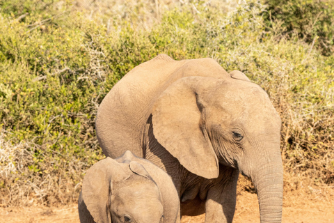 4-Days Masai Mara Safari From Nairobi With Park Fees