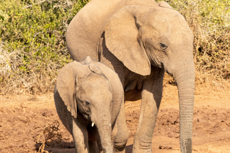 4-Days Masai Mara Safari From Nairobi With Park Fees