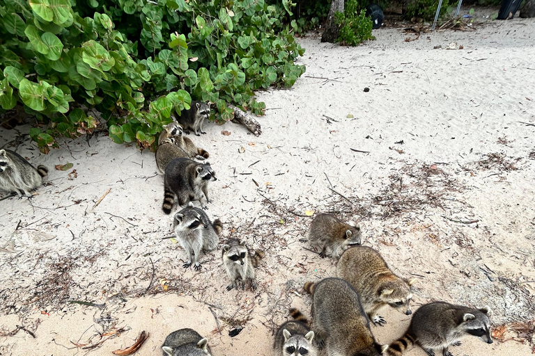 Wildlife Boat Tour & Racoon Island