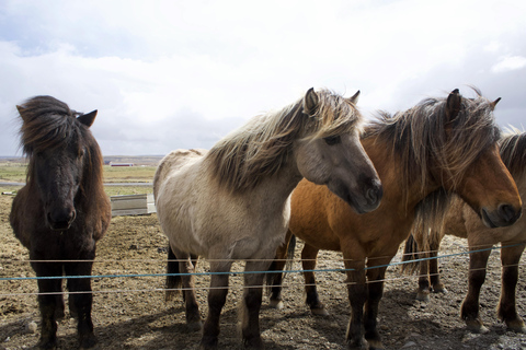 Reykjavik Combo: Horse Riding & Snorkeling in Silfra Fissure