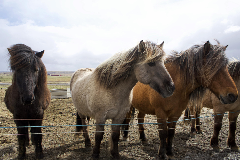 Reykjavik Combo: Horse Riding & Snorkeling in Silfra Fissure