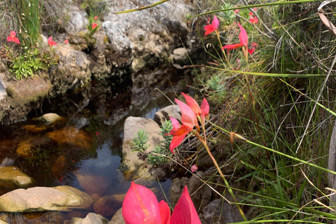 Cape Town: Skeleton Gorge Hike to Table Mountain Summit