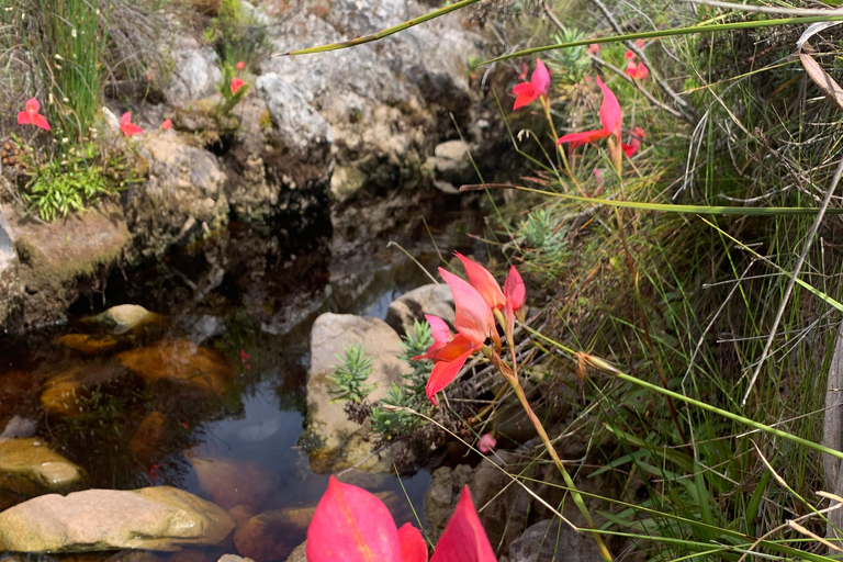 Cape Town: Skeleton Gorge Hike to Table Mountain Summit