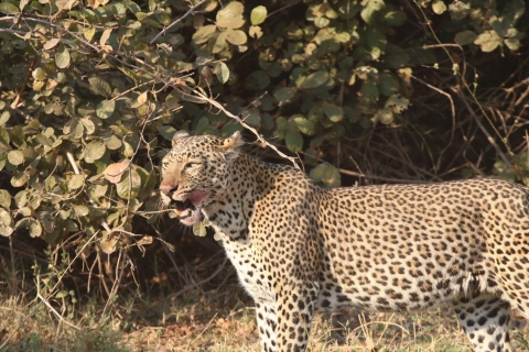 Zambezi National Park Private Wildlife Safari (4 - 10 uur)Rondleiding van 7 uur
