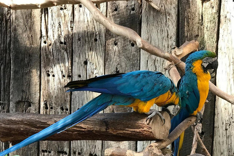 Cidade do Cabo: visita panorâmica a Houtbay, ilha das focas, mundo das aves.