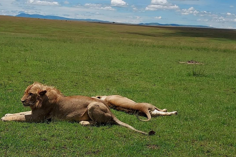 From Nairobi: Private 3-Day Masai Mara Big Five Game Drive