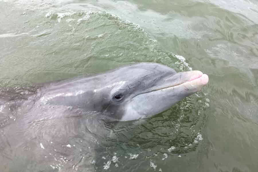 Hilton Head Island: 90-minütige Delphin- und Naturtour. Foto: GetYourGuide Hilton Head Island: 90-minütige Delphin- und Naturtour. Foto: GetYourGuide