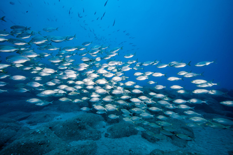 Madeira: Full-Day Dive Pack