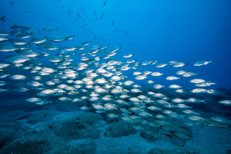 Madeira: Full-Day Dive Pack