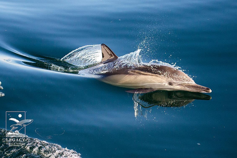 Twilight Tour with San Diego Natural History Museum Whalers Twilight Tour with San Diego Natural History Museum Whalers!