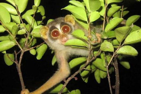 Sigiriya: Private Firefly Village Walk & Stargazing Tour